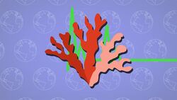 I WONDER - Is A Coral Reef An Ecosystem? Instructional Video