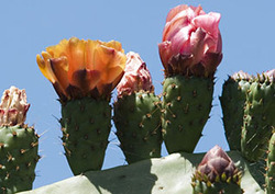 Plants in Extreme Environments Instructional Video