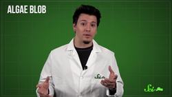 SciShow Quiz Show: Weird Water Creatures & Spontaneous Combustion! Instructional Video