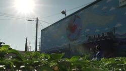 Shots of a Bell Pepper bed at a local community centre in South Central LA News Clip