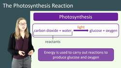 Photosynthesis: The Process of Creating Energy in Plants and Algae Instructional Video