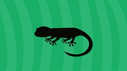 I WONDER - Do Lizards Have Hair? Me Pregunto - Las Lagartijas Tienen Pelo? Instructional Video