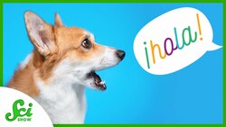 Is Your Dog Bilingual? Instructional Video
