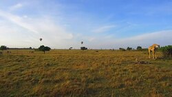 giraffe eating tree leaves in savanna at africa Stock Footage