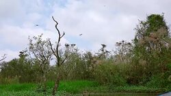 Large Nestling Great Egret in Large Nestling Great Egret in Phatthalung Province Stock Footage