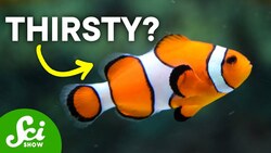 Do Fish Drink Water? Instructional Video