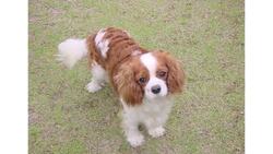 Pros & Cons of the Cavalier King Charles Spaniel Breed Instructional Video