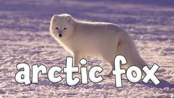 Winter Animal Sounds! Learning About Winter Animals for Kids Instructional Video