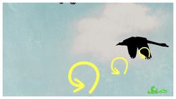 Why Don't All Birds Fly in V Shapes? Instructional Video