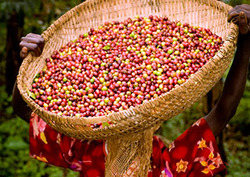 Fair Trade Instructional Video