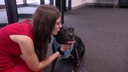 Paws & Pals: Dogs up for adoption at Brookhaven Animal Shelter on April 22 News Clip