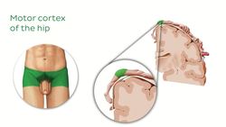 Motor and sensory cortical homunculus Instructional Video