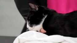 How to Keep Your Cat from Scratching Furniture Instructional Video