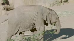 Watch the Adorable Moment Two Baby Elephants Become Friends Instructional Video