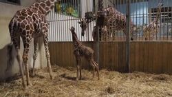 CLEAN : Birth of a giraffe at Beauval Zoo in France News Clip