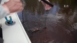 Catching big ones in the Florida Mangroves Instructional Video