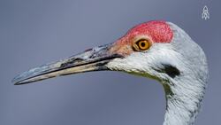 Garrett's journey, a sandhill crane's tale of survival Instructional Video