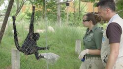 Fish Oil Is Incredibly Important For This Spider Monkey Instructional Video