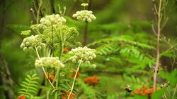 Green vegetation in the Siberian forest. Stock Footage
