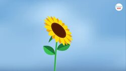 How Do Sunflowers Face The Sun? Instructional Video