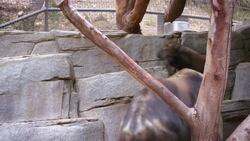 Why This Baby Takin is Testing the Limits With His Keepers Instructional Video