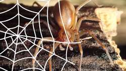 What are the Most Dangerous Spiders in the World? Instructional Video