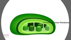 BIOLOGY - Plant Biology - What is photosynthesis Instructional Video