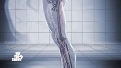 The Science Behind Weight Loss: How Our Bodies Burn Fat Instructional Video