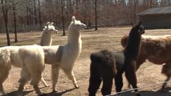 East End: Long Island Yarn & Farm News Clip