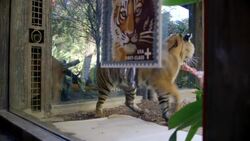 How Postage Stamps are Saving Tigers from Extinction Instructional Video