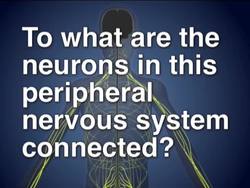 The Amazing Nervous System: the Peripheral Nervous System Instructional Video
