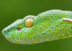 Rayos infrarrojos: la caza de la serpiente Instructional Video