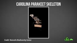 North Americas Lost Parrot Instructional Video