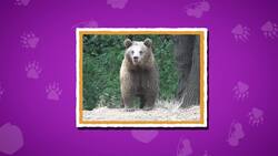 I WONDER - How Did Grizzly Bears Get Their Name? Instructional Video