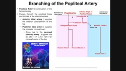 The Popliteal Artery and its Branches EXPLAINED Instructional Video