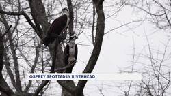 Ospreys spotted back in Riverhead during annual migration News Clip