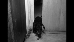 Dog Grooming News Clip