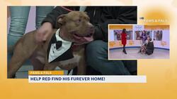 Paws & Pals: Red now up for adoption at Heart and Soul Dog Rescue News Clip
