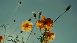 Orange Cosmos flower field with sun flare. - Stock video Stock Footage
