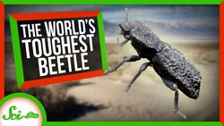 The Engineering Secrets of the World's Toughest Beetle Instructional Video