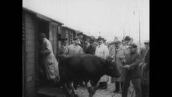 Market trade, milkmen and breweries. Berlin, 1924-1928 Stock Footage