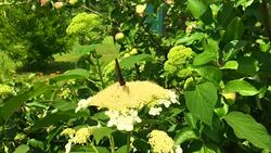 butterfly Stock Footage