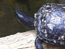 Agrupando a los seres vivos: clasificación en grupos de los seres vivos Instructional Video