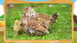 I WONDER - Can Chickens Recognise Their Chicks? Instructional Video