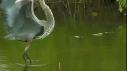Everglades National Park - Anhinga Trail Royal Palm Visitor Center Instructional Video