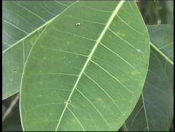 Forests: Subtropical Forests Instructional Video