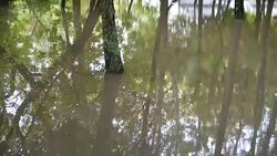 Puddle in the park after a rain. Trees in water. Stock Footage