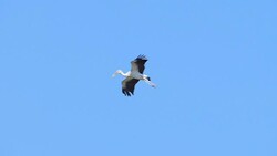 Asian Open-billed bird flying on blue sky Stock Footage