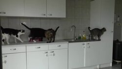 Providing shelter for abandoned aging pets News Clip