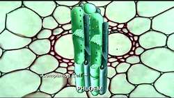 Phloem: Downward Movement on Nutrients in Plants Instructional Video